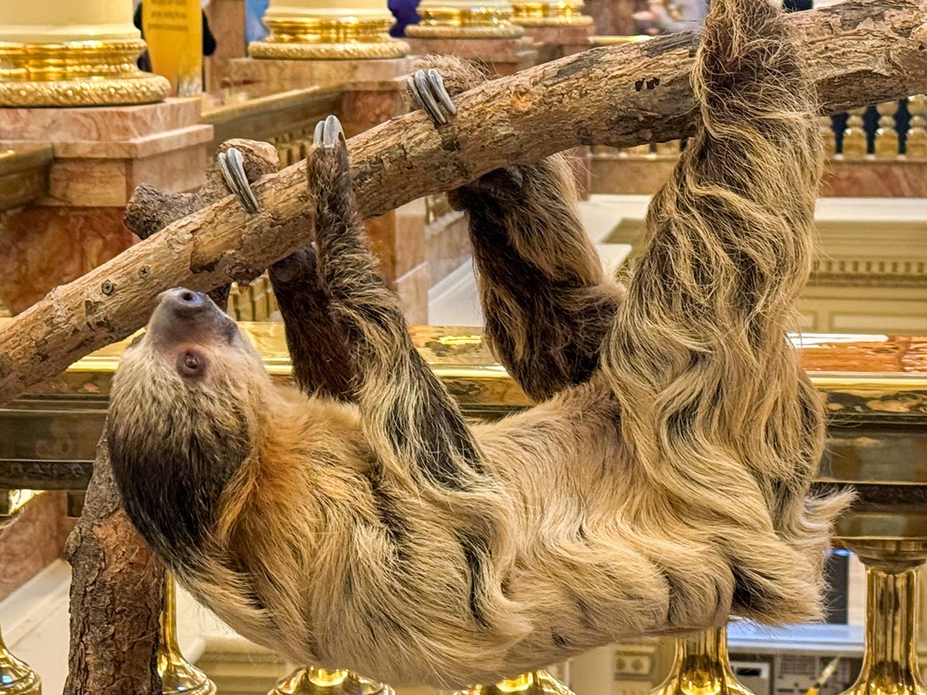 Wookiee the Linne's two-toed sloth lounging at the Capitol on March 1.