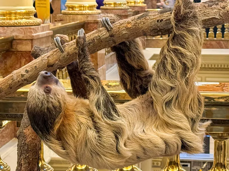 Image: Sloth on a branch